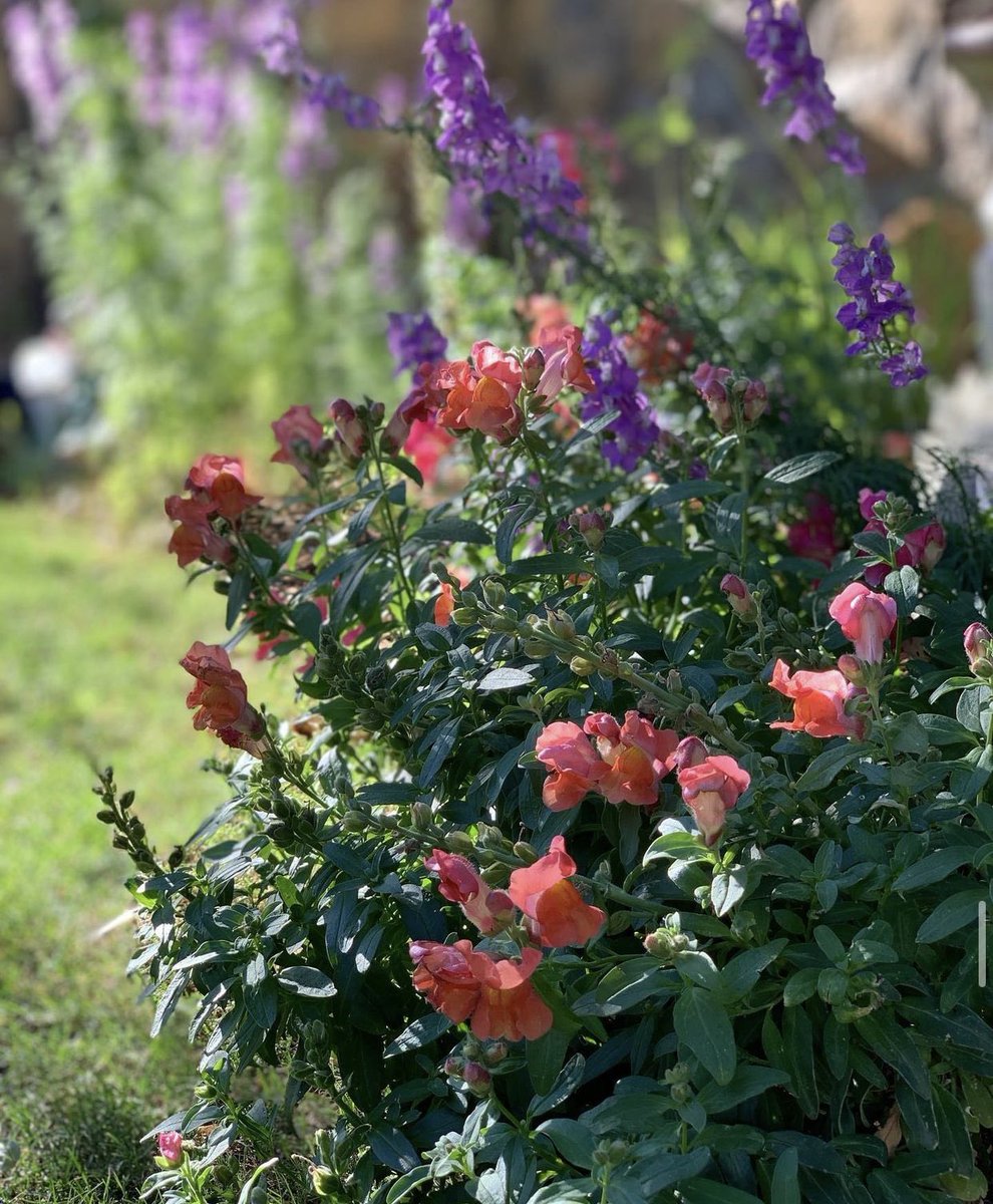 Godesigns_GO's tweet photo. Routine dead heading and pruning promotes new blooms! Design and being in the know will allow you to have flowers blooming all year long.

#GodesignsMakingCustomComfortable #ElPaso #NewMexico #Design #architecture #landscape #custombuild #landscapedesign #Texas https://t.co/rR4D6QILZY