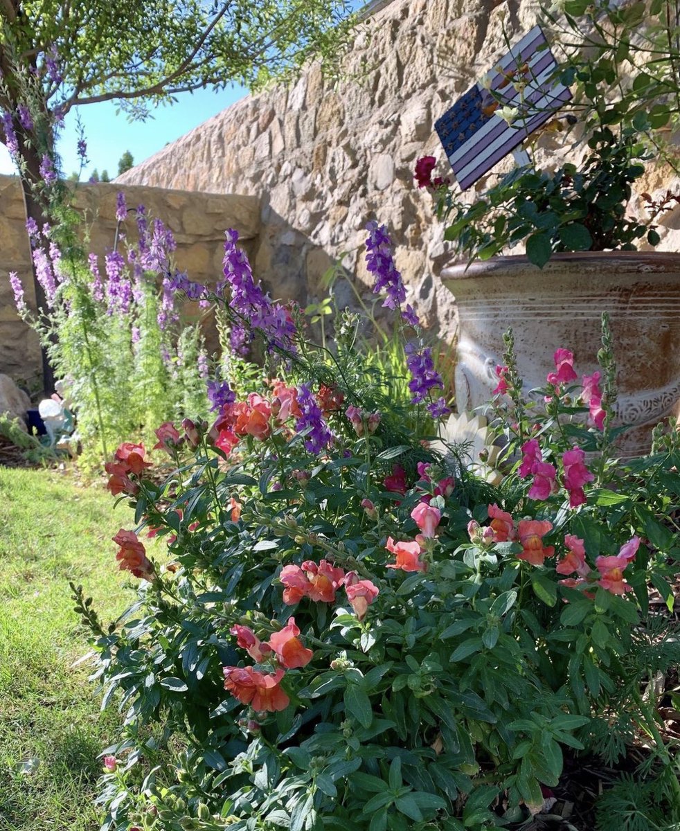 Godesigns_GO's tweet photo. Routine dead heading and pruning promotes new blooms! Design and being in the know will allow you to have flowers blooming all year long.

#GodesignsMakingCustomComfortable #ElPaso #NewMexico #Design #architecture #landscape #custombuild #landscapedesign #Texas https://t.co/rR4D6QILZY