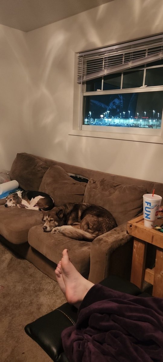 Bringing the "dog couch" was the smart choice from the old house
