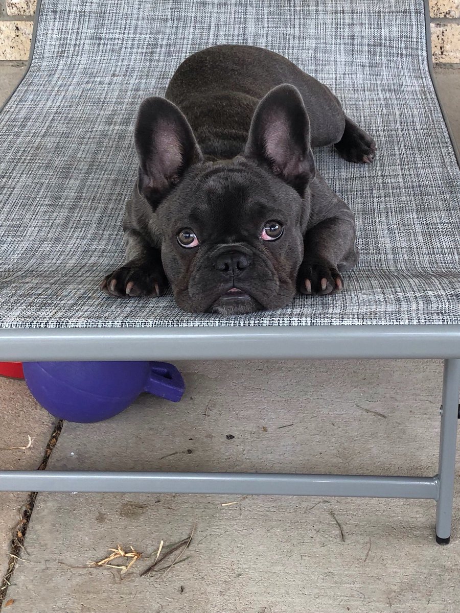 HanstromLisa's tweet image. Our Sadie is growing! ❤️❤️❤️