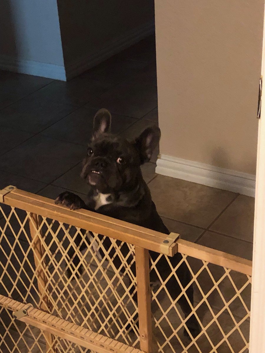 HanstromLisa's tweet image. Our Sadie is growing! ❤️❤️❤️