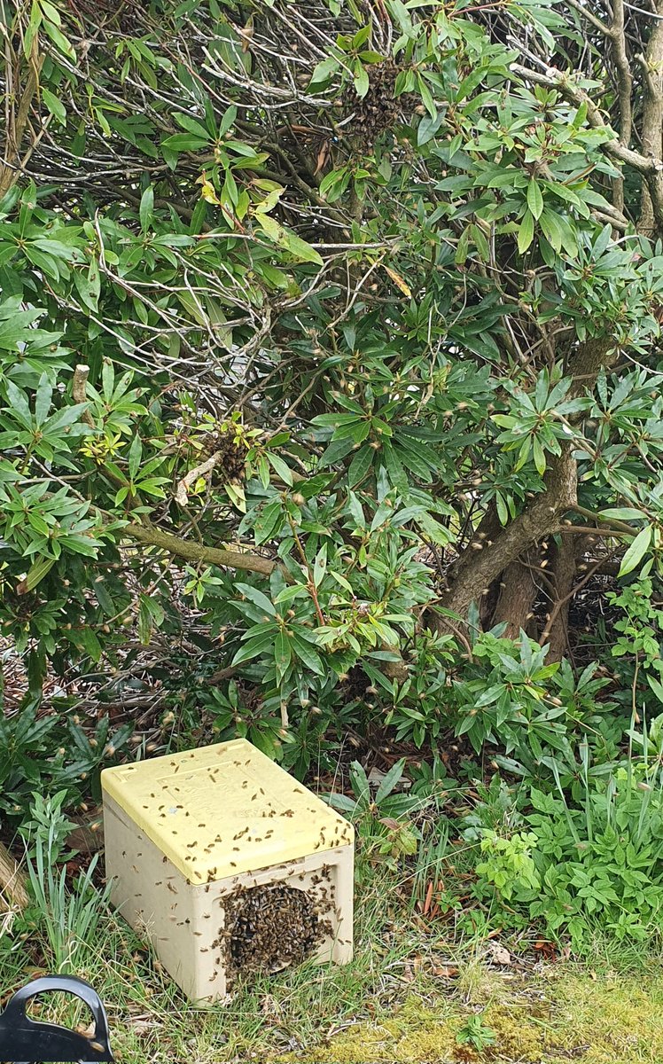 covehoneybees's tweet photo. Bee keepers helping each other out during swarm season, great way of showing new beekeepers what to do as well.
One hive has now become three 👍
#beefarming #swarmseason #firstswarmoftheseason #polynuc #honeybees #scottishbees #beekeeping #backyardbeekeeping https://t.co/gTQKGKjnue