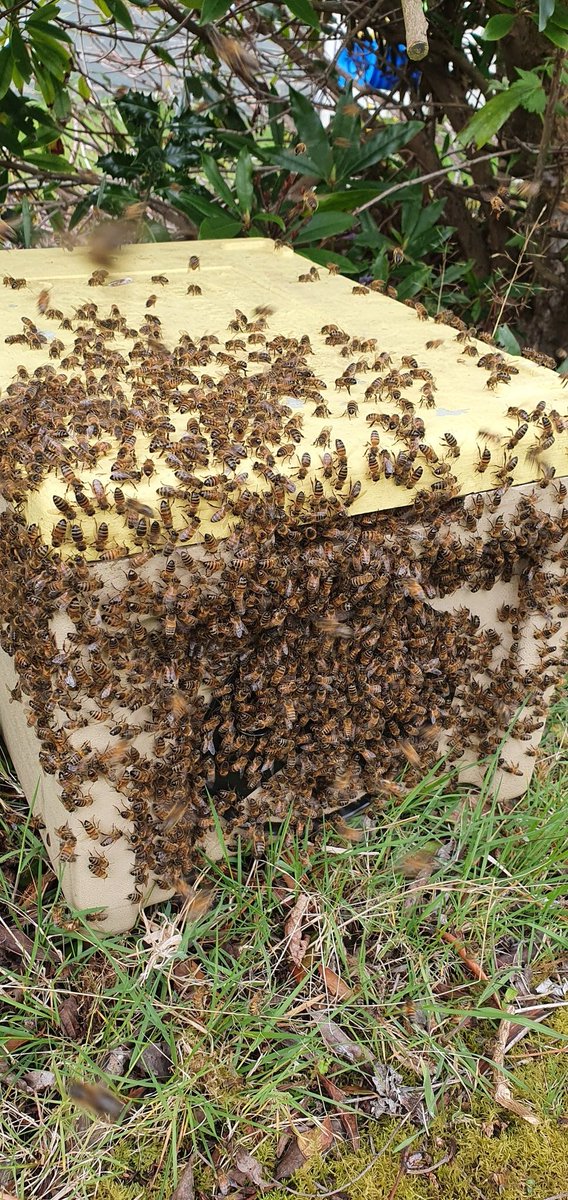 covehoneybees's tweet photo. Bee keepers helping each other out during swarm season, great way of showing new beekeepers what to do as well.
One hive has now become three 👍
#beefarming #swarmseason #firstswarmoftheseason #polynuc #honeybees #scottishbees #beekeeping #backyardbeekeeping https://t.co/gTQKGKjnue