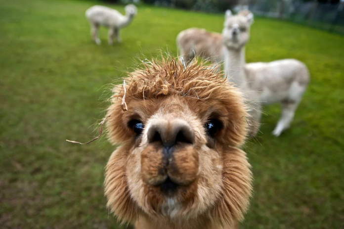 gemra_pucp's tweet photo. El 1 de Agosto se celebra el Día Nacional de la Alpaca. Esta fecha tiene como objetivo difundir la importancia de la alpaca y destacar la labor que cumplen a diario los criadores de alpacas de las 17 regiones productoras del Perú. Abro hilo 🧵 https://t.co/twqKPdxIa9