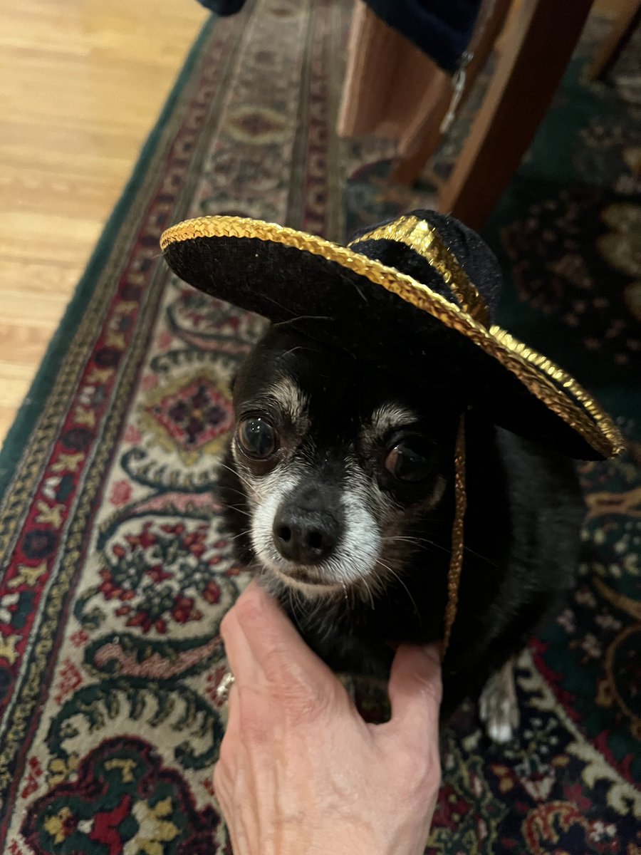 #DogsofTwittter Happy Cinco De Mayo