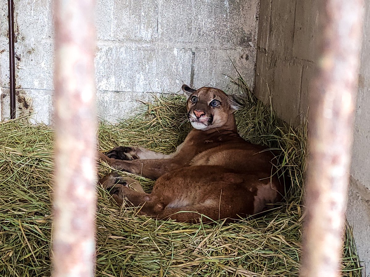 Barbosa_Leandro's tweet photo. A primeira história que conto, aqui do CE, é a de uma onça-parda que luta pela vida, enquanto veterinários estudam uma forma de tirar cerca de 30 projéteis de chumbo do corpo dela. 

Me ajudem a seguir contando estas histórias, o pix: comunicacao.leo@gmail.com

Segue o fio: https://t.co/cQMHmT1Rz4