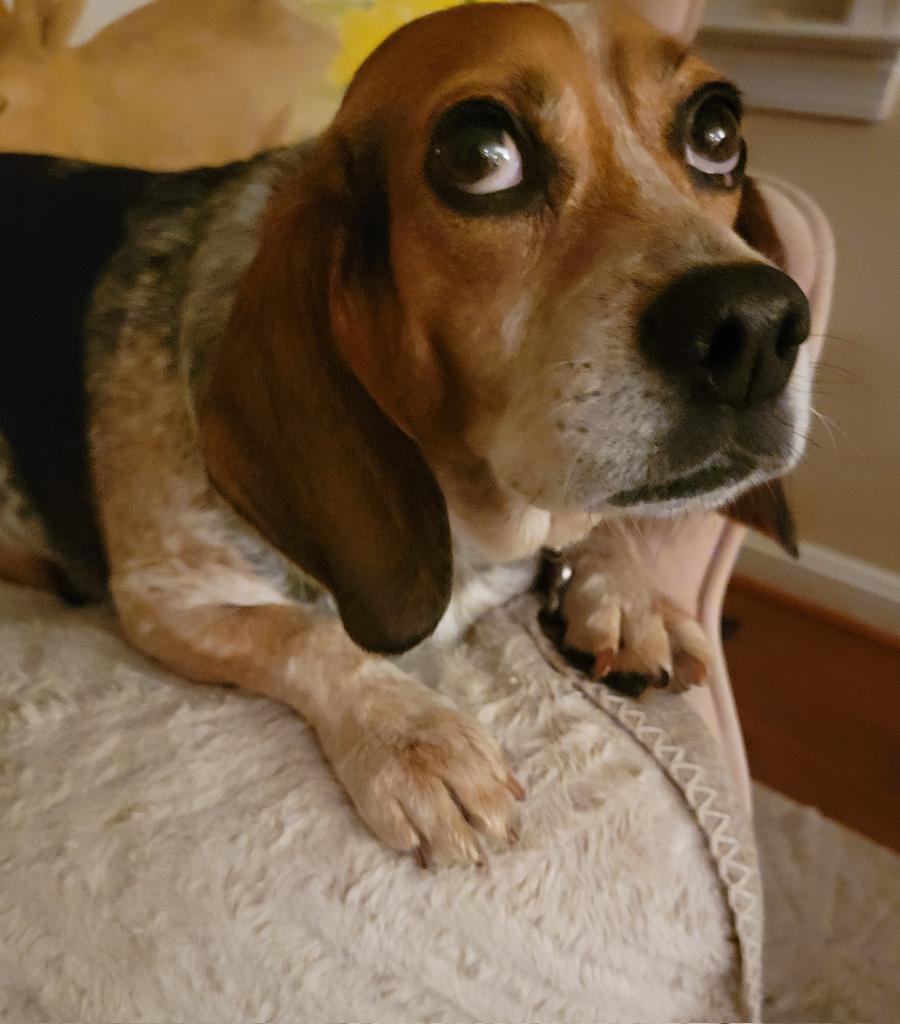 sundaebeagle's tweet photo. M.o.M. How could you work so late?! I know you had 3 different people let me out but I was Loooooonnnnnely @beaglefacts #whyiquit #beagle #dogsoftwitter #momguilt https://t.co/XWHcAN7VJY