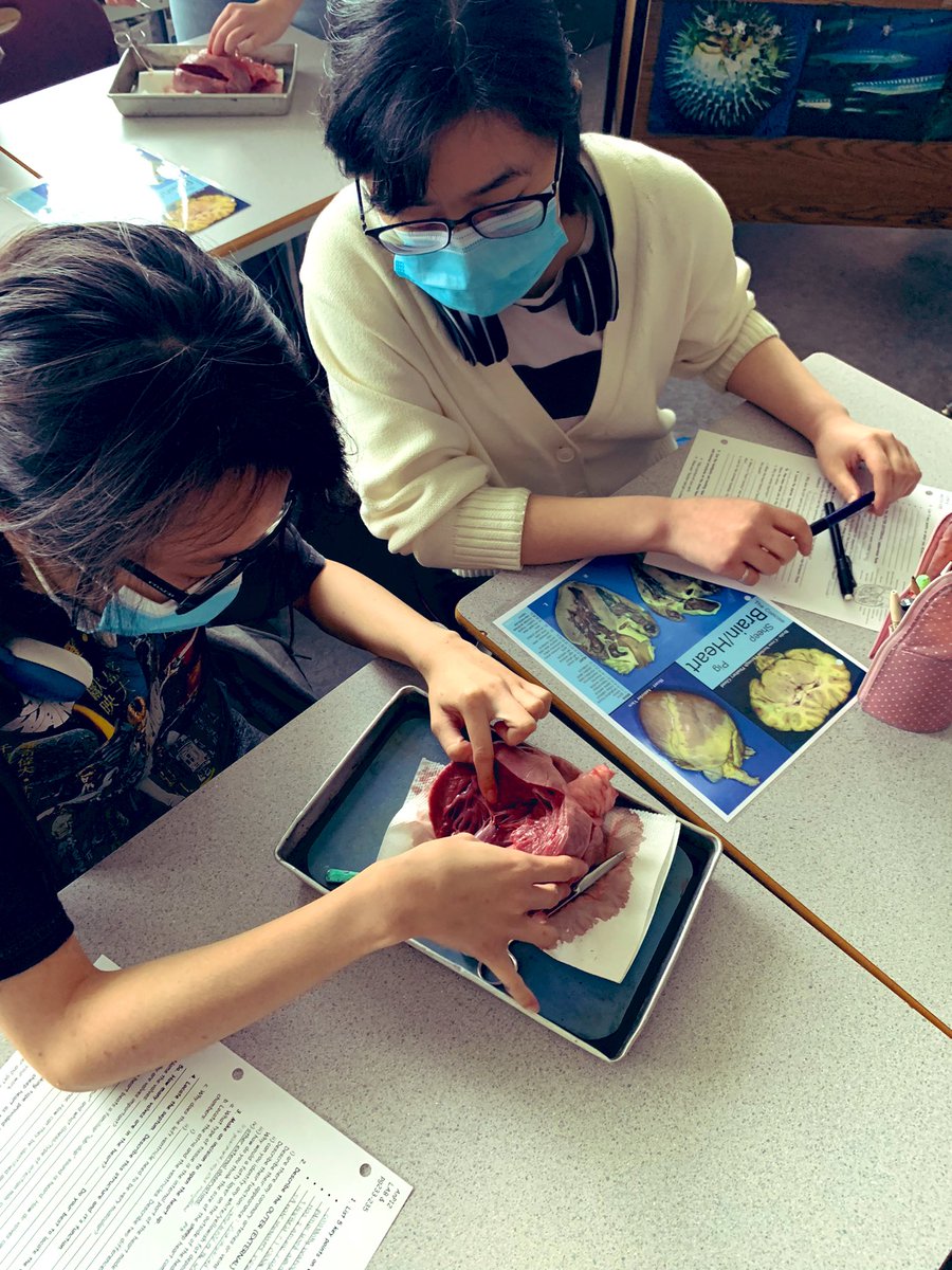 adventuresinbio's tweet photo. This crew has ❤️ #BNSAnatomyPhysiology12  #dissectionday https://t.co/BuFeLdKekD