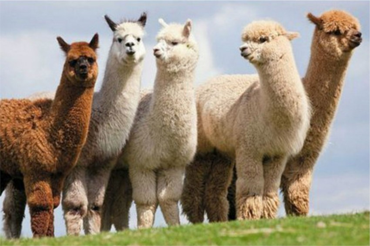 gemra_pucp's tweet photo. Por eso, el Minagri estableció el 1 de agosto de cada año como el Día Nacional de la Alpaca, pues es importante destacar la identidad cultural, la implicancia económica en las zonas altoandinas, la hegemonía productiva a nivel mundial y resaltar la comercialización de su fibra. https://t.co/nzrxj6N2Th