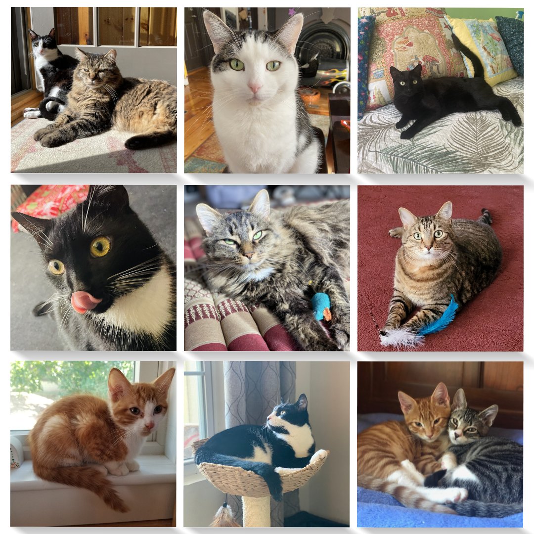 MRFRScats's tweet photo. Who would you like to see on the 2023 MRFRS Calendar cover? CAST YOUR VOTE! The Calendar Cover Contest begins now and runs until 9 p.m. on May 15 🐾 💙 Proceeds from the contest &amp; calendar benefit #cats in need. Vote for your favorite photo today: https://t.co/Eutu8U6dPB https://t.co/PSWTsbfUm1