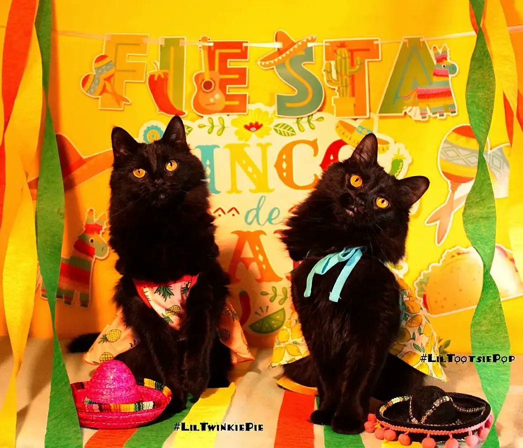 LilMissBabycat's tweet photo. 🎊 🌮 Happy Cinco De Meow!! 🌮🎊 . 🎉💃🎉 It's time for a Tuna Taco Fiesta! 🌮Who wants one?🌮 #CincoDeMayo #taco #Fiesta  #HappyCincoDeMayo #CincoDeMeow https://t.co/TV6lp516i5