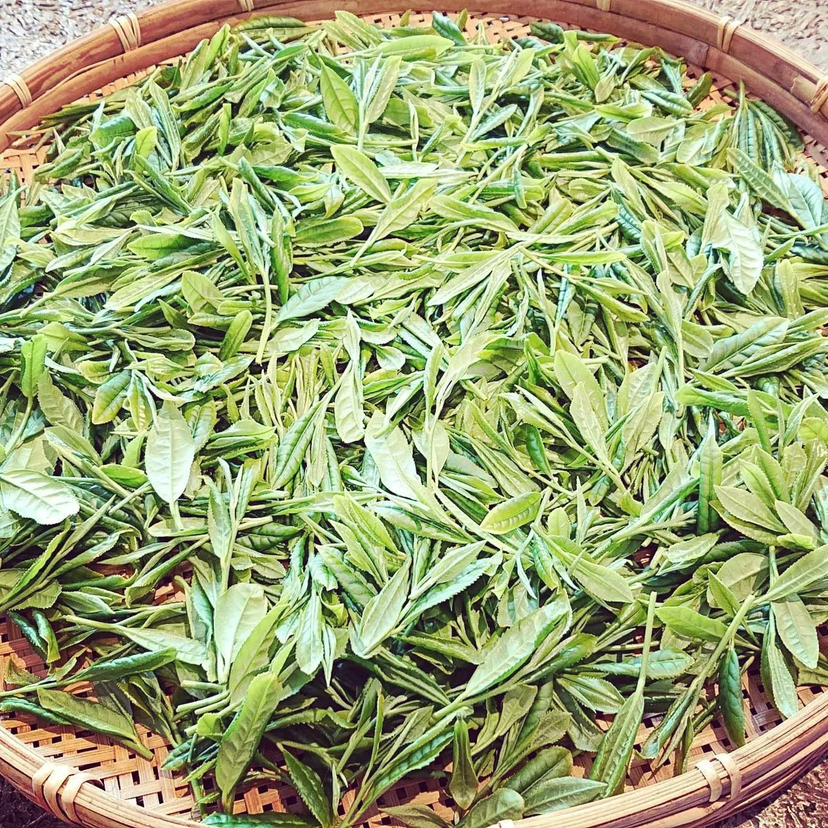 kchateitea's tweet photo. 「小さなお茶畑」の活動について、大切なお知らせ
https://t.co/1dl2F0Jfg9
#湘南 #藤沢 #BLOOMFARM #茅ケ崎 #EdiblePark #小さなお茶畑 #2016年 #2022年 #KTeasLab https://t.co/00GZ4qgCcV