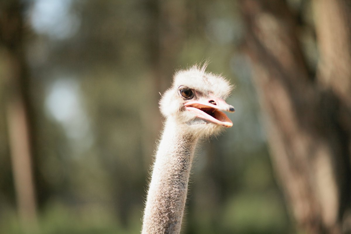 OakvaleWildlife's tweet photo. Fun Fact Friday!!

Did you know that the Ostrich eyeball is bigger than the world's smallest bird!

#funfactfriday #ostrich #ostrichfact #bigeyes https://t.co/9fzYgmNpMC