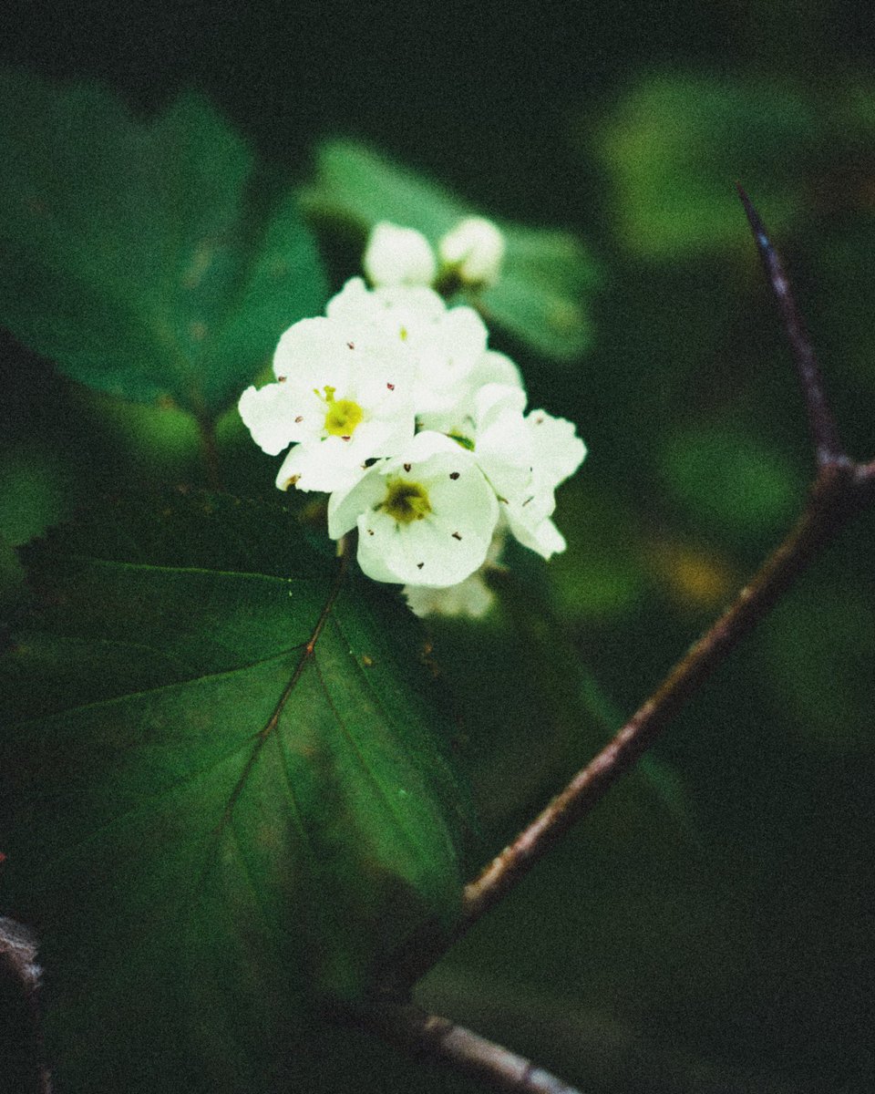 jer_welsh's tweet image. Roses are overrated 
#NaturePhotography #Flowers #SpringVibes