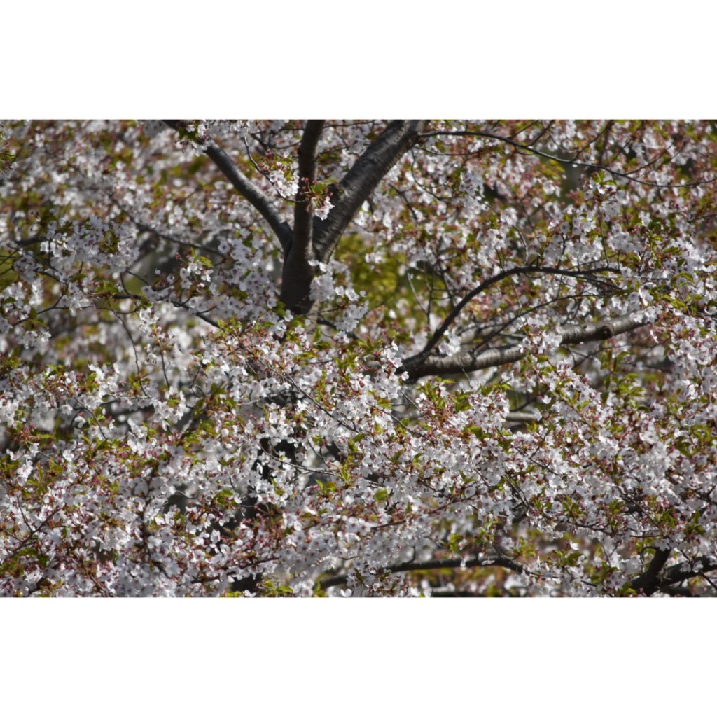 白樺の花粉にやられ目と顔と耳の中が痒いです
つらいー🤧 