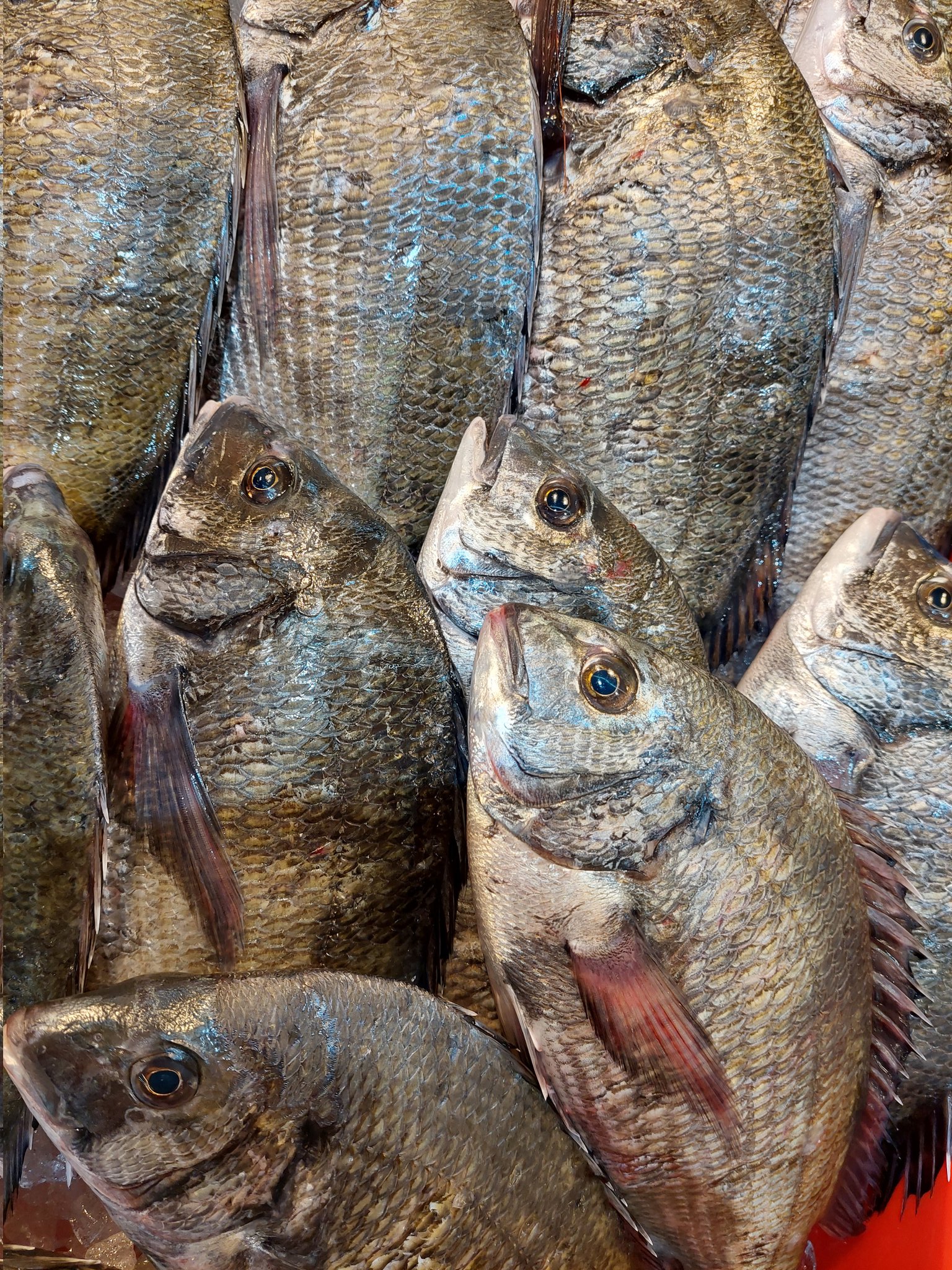 魚忠鳴海店 阿倉川店 おそようぎょざいます 緑区は くもり イマソラ 金曜日 オススメは豊浜漁港からの 黒鯛 塩焼きにしましょう 艸 三重県産天然シマアジお刺身もﾒﾁｬヽ ﾟ ﾟ ﾉｳﾏｰ シマアジでアクキー ゲッツ