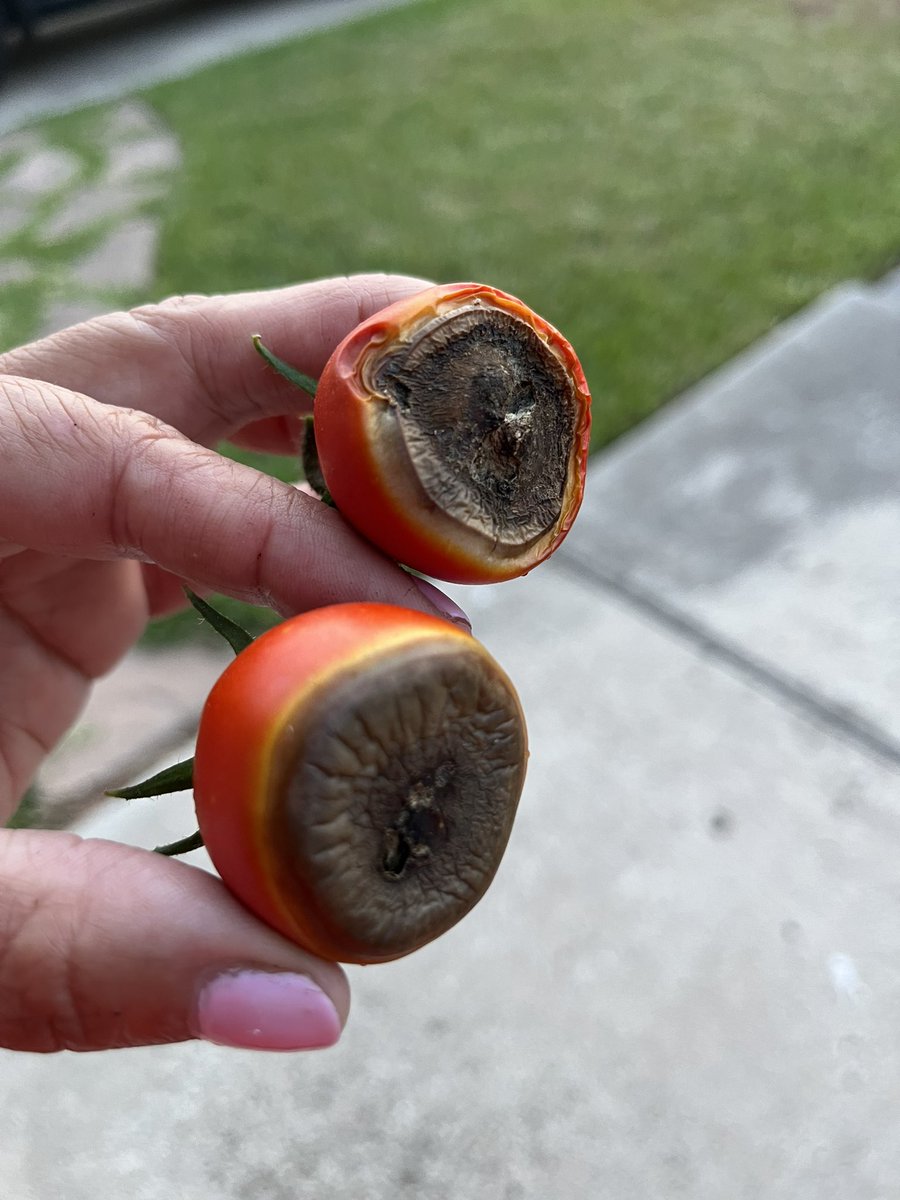 verodsmile's tweet photo. Sometimes things don’t go as planned! Tomato 🍅 fail! @bwc_wellness @biggreen #expressthechallenges
#tryitagain #NeverGiveUp #growyourown https://t.co/vA4v5m1Ojc