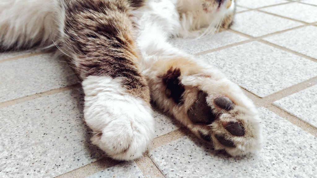 GW明けの皆さんにとろけキャットドゾ…😊💕 