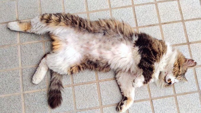 GW明けの皆さんにとろけキャットドゾ…😊💕 