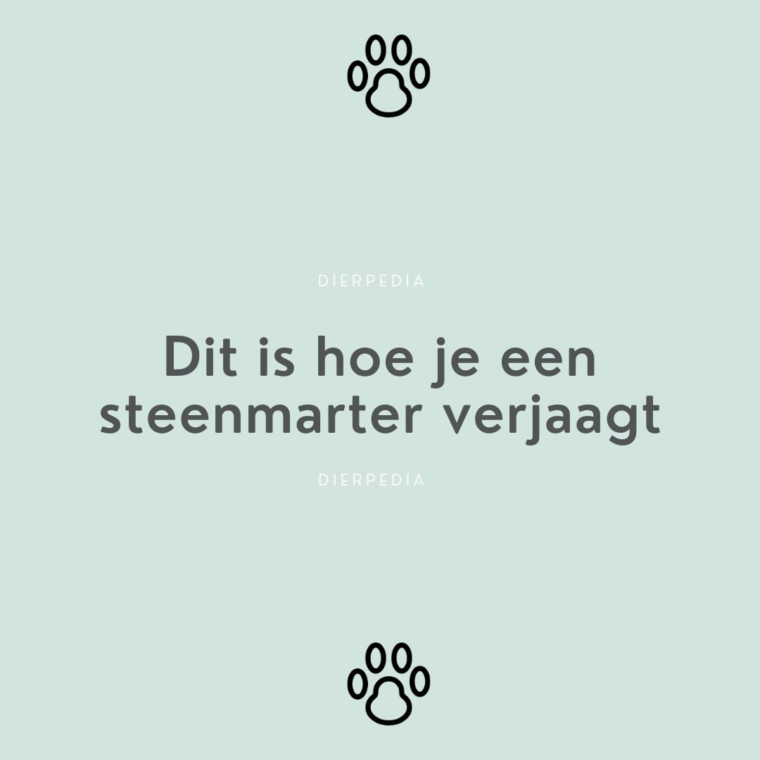 Ze lijken schattig en lief, maar veroorzaken een hoop overlast.

Je leest het hier: dierpedia.nl/overig/steenma…