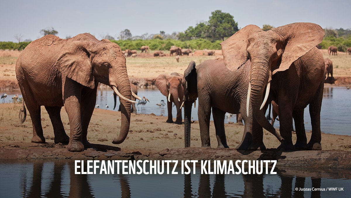 Das ist ein no-brainer:🐘Elefanten sind lebendig mehr wert als tot. Wer zum Beweis Zahlen braucht, bitte: Lebende Waldelefanten bringen #Klimaschutz-Dienstleistungen im Wert von Millionen. Stoßzähne auf dem Schwarzmarkt nur einen Bruchteil davon. Also, nein zu #Wilderei. Logisch!