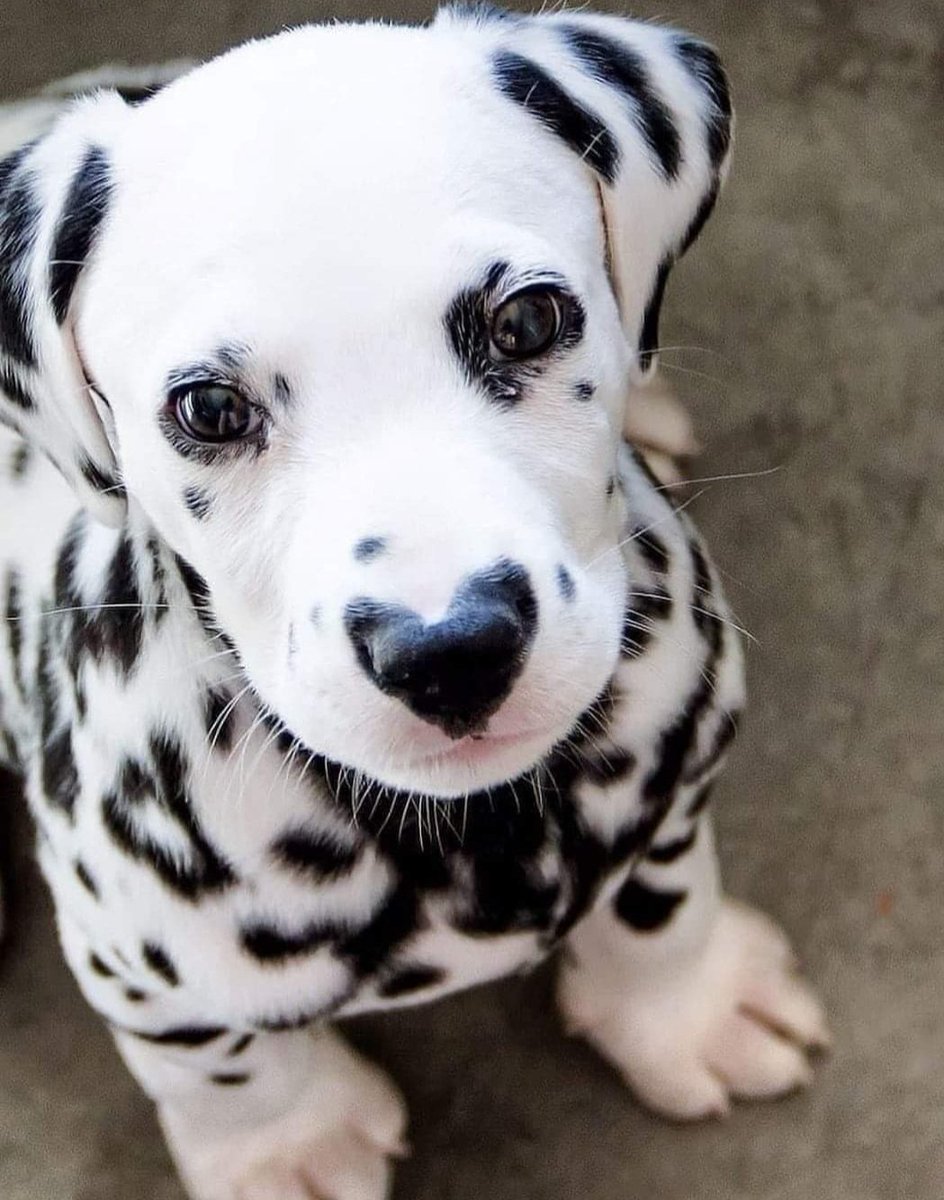 Happy Dog tweet media