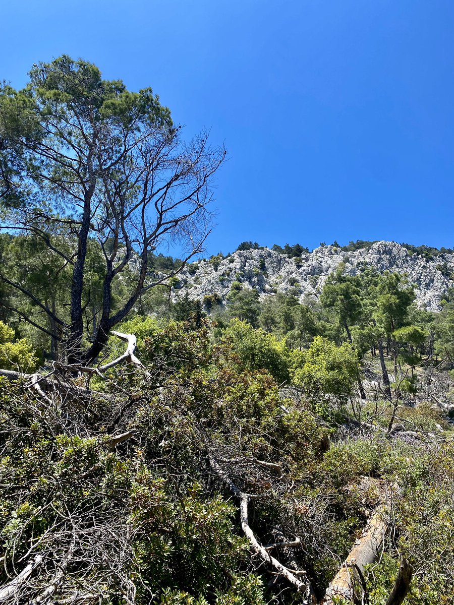 Annabaesle's tweet photo. Mein Navigator sagt: kein Problem - hier hinauf!😎
#akramitis
#rhodos https://t.co/QuvGhT23fu