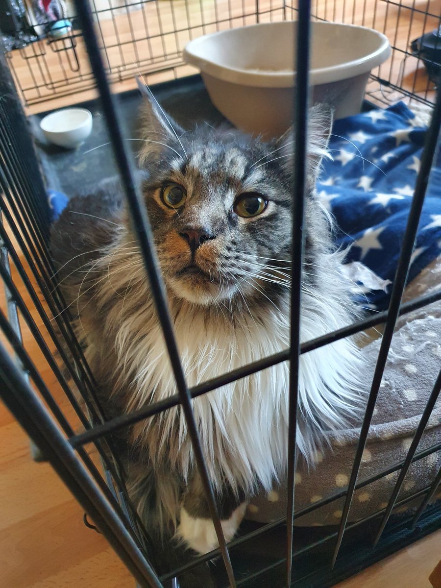Meeks this week fell off his cat tower &amp; fractured his hip. 

We are waiting on confirmation of surgery for him &amp; he's currently staying at the vets on painkillers. 

We are likely to be hitting over insurance cover.

If anyone can help:
Ko-fi.com/cinderfae

Or just RT 💖