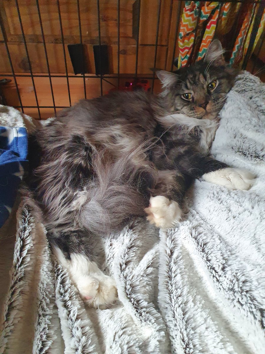 HudsonHicksCat's tweet photo. Meeks this week fell off his cat tower &amp; fractured his hip. 

We are waiting on confirmation of surgery for him &amp; he's currently staying at the vets on painkillers. 

We are likely to be hitting over insurance cover.

If anyone can help:
https://t.co/8XMjyROHXH

Or just RT 💖 https://t.co/trnRTiP4dA