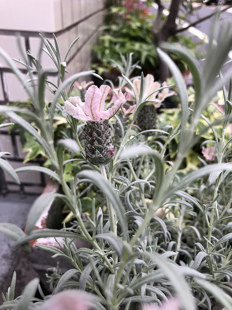 تويتر Soda Plaza على تويتر シャビーな色合いがお洒落なフレンチラベンダーが仲間入り その名は プリンセスゴースト パイナップルみたいな部分は 小さな花の集まりで 上にある薄いピンクのひらひらは 苞と言われる葉が変形した部分だそう 小さな花たちの