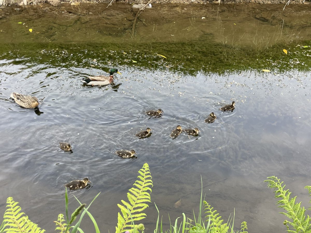 Tavistock Primary & Nursery School tweet media