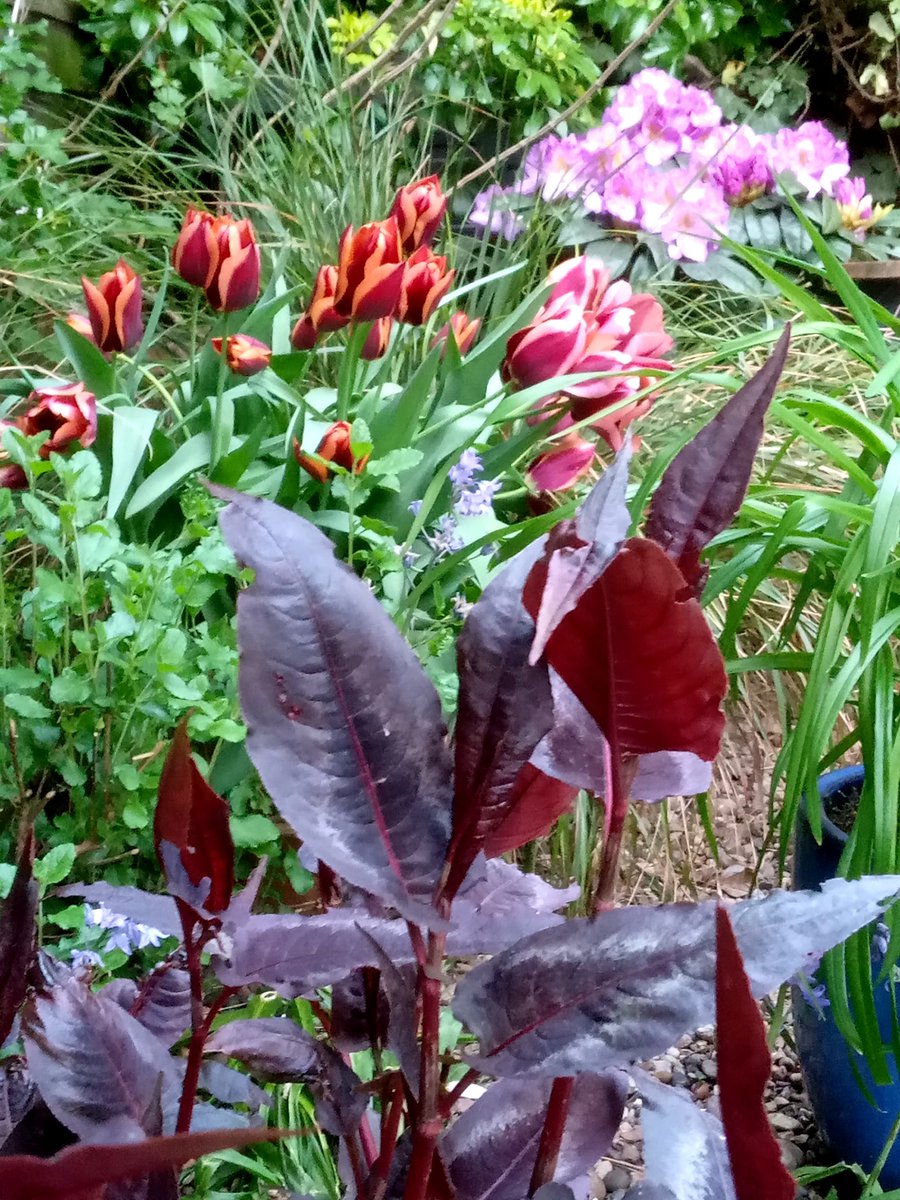 RebeccaEGardens's tweet photo. Nice colour combo in my garden at the moment! Loving Tulip 'Slawa', just glorious... #gardendesign #spring #lotsofcolour #gardening https://t.co/1gOuE5UEui