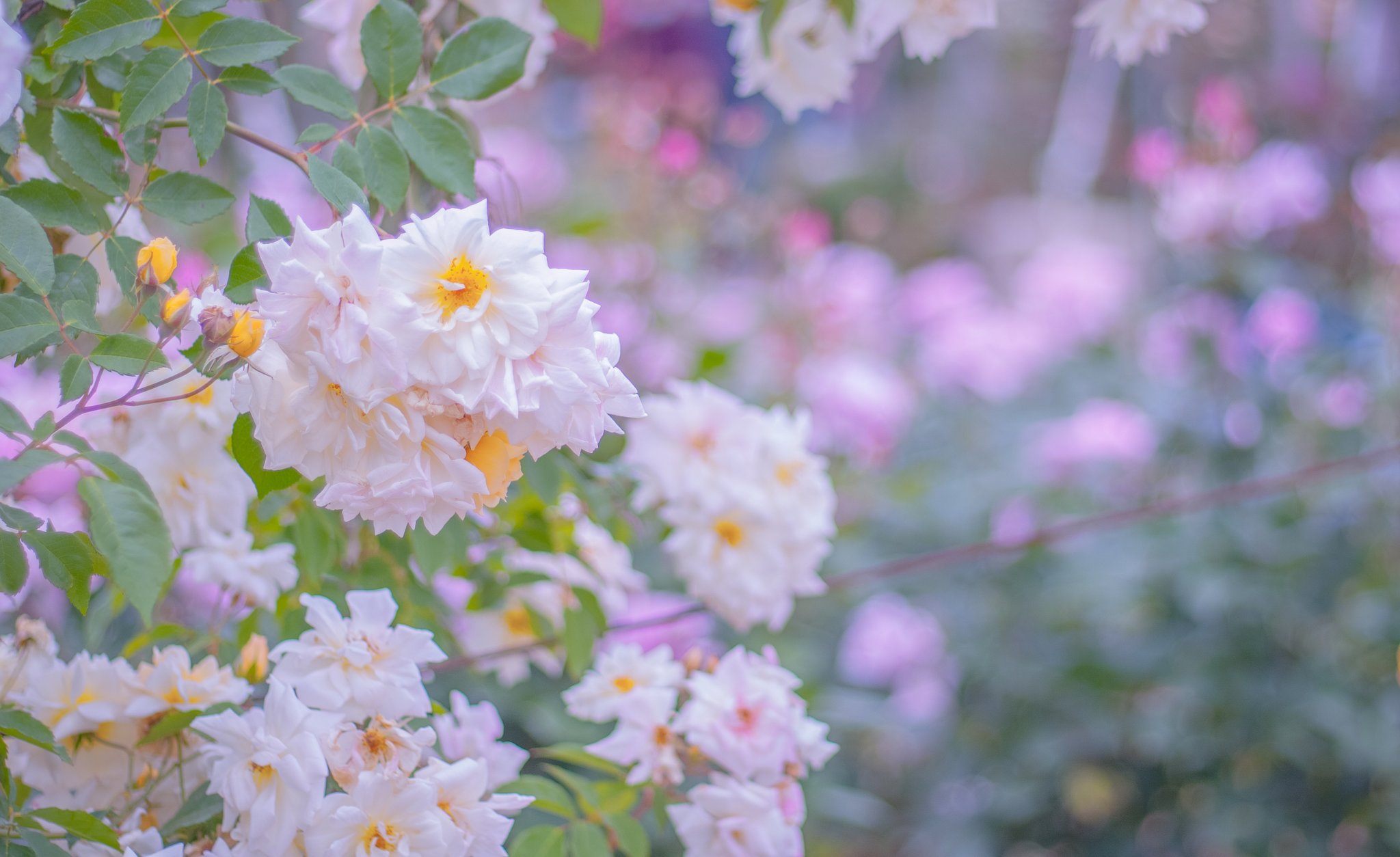 Massa43photographer鹿児島四池 白薔薇 花言葉は 心からの尊敬 無邪気 純潔 相思相愛 約束を守る 私はあなたにふさわしい あなたの色に染まる 白ってやっぱり 純 なんだなぁと 熊本県 水俣市 エコパーク水俣 みなまたローズフェスタ 白 Massa43photographer鹿児島四池 白薔薇 花言葉は 心からの尊敬 無邪気 純潔 相思相愛 約束を守る 私はあなたにふさわしい あなたの色に染まる 白ってやっぱり 純 なんだなぁと 熊本県 水俣市 エコパーク水俣 みなまたローズフェスタ 白