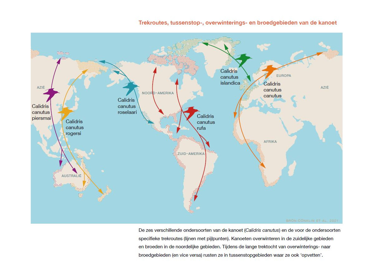In onze tweede factsheet staat de kanoet centraal, een trekvogel die in het voor- en najaar de #Waddenzee bezoekt om zich er vol te eten. <a href="/Eva_MA_Kok/">Eva MA Kok</a> onderzocht hoe individuele kanoeten hun persoonlijke migratiestrategie ontwikkelen. 
waddenacademie.nl/nieuws/nieuwsb…