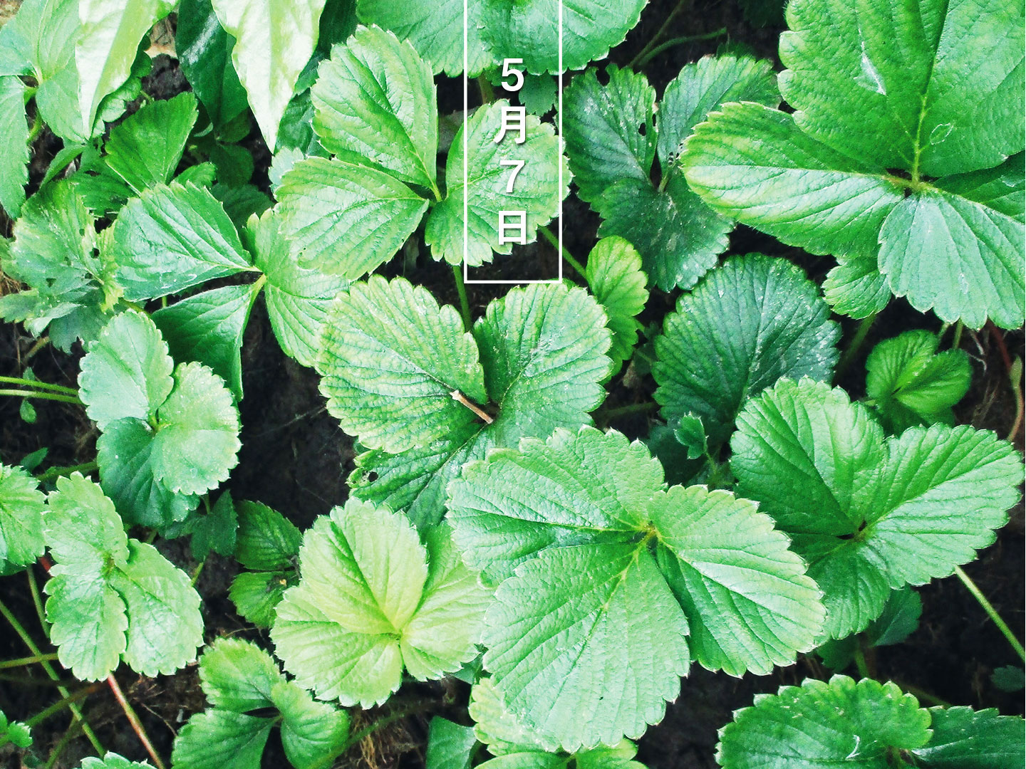 暦生活 こよみせいかつ 今日の誕生花 イチゴ 苺 葉 花の日めくり 花言葉 お慕いしています キリスト教では イチゴは正義の象徴 中世イギリスの貴族たちは その葉を冠に飾りつけたそうです イチゴの葉は ハーブティーにも利用されますね
