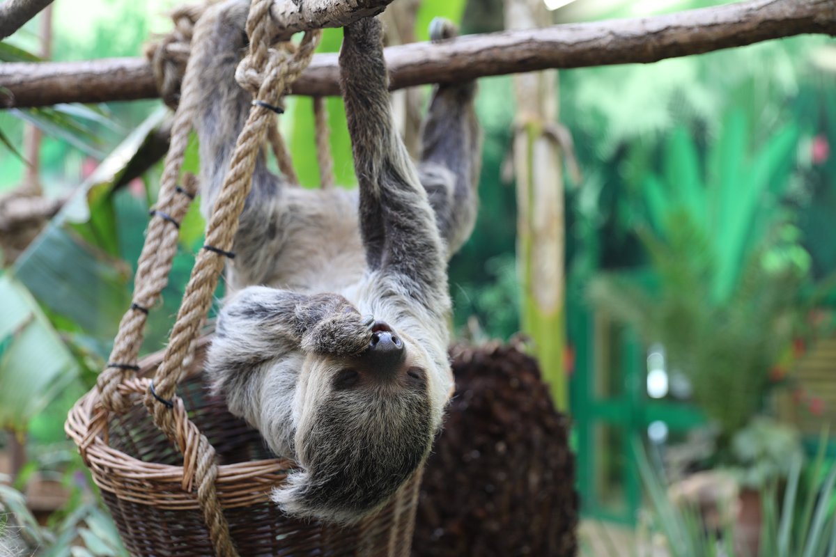 EdinburghZoo's tweet photo. Fe wants your vote 🫵

Our charity's ‘Save Our Zoos’ campaign has been shortlisted for Campaign of the Year in the #ScotCharityAwards and has qualified for the People’s Choice Award 2022 🎉

Vote for @rzss and help us win ➡️ https://t.co/qCkjjH8MWX 💛 https://t.co/kKj875uHWk