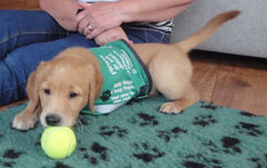 AbilityDogs4YP's tweet photo. Major our new adopt a puppy https://t.co/UXjpkyafWZ