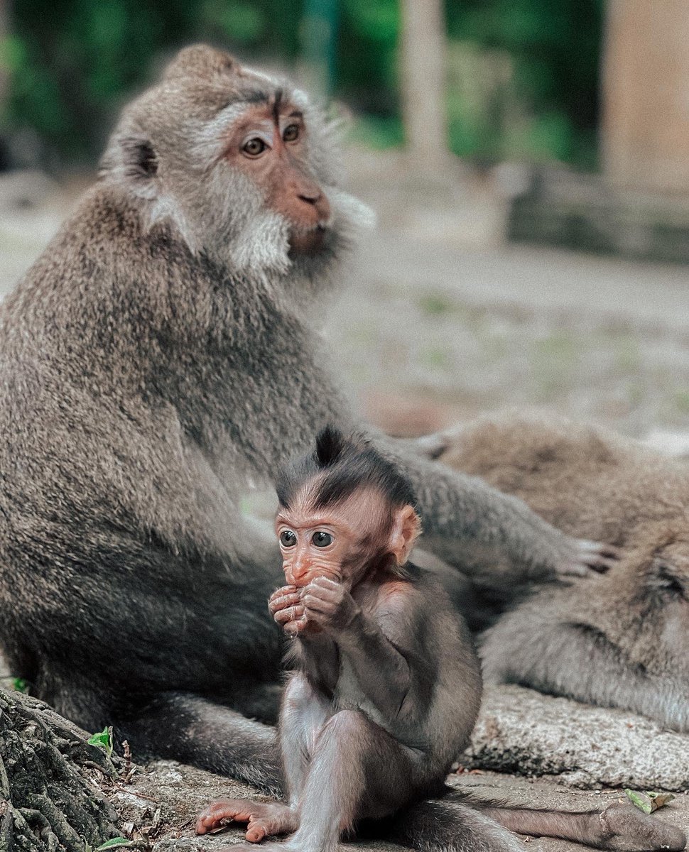 JeremyXY's tweet photo. On en parle de ce singe trop mignon ?! 🐒😍 https://t.co/d34UNcvBDL