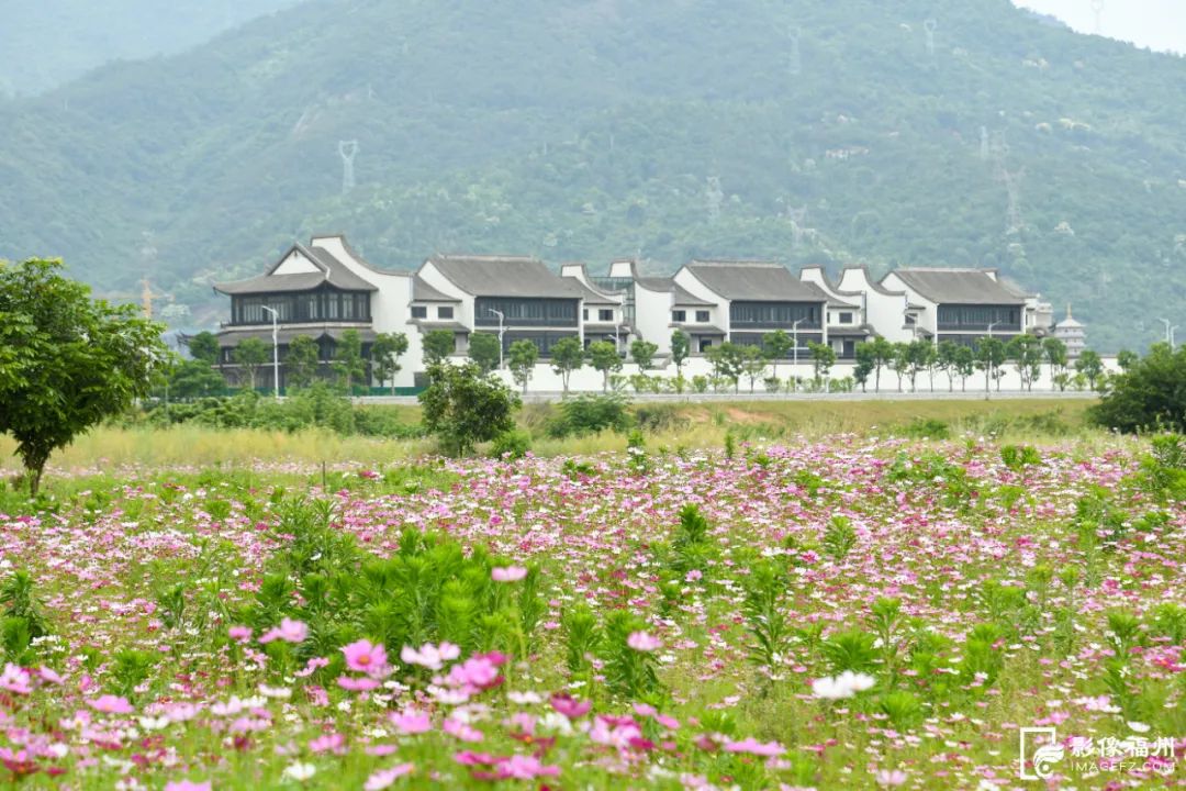HolaFujian's tweet photo. Thousands of pink and white #calliopsis recently burst into full bloom at Jiangtan Park in #Fuzhou, forming a picturesque early-summer view along the Minjiang River and offering some great photo-ops for visitors. [Photo/IMAGEFZ.COM] #Fujian #BeautifulFujian https://t.co/FmnpDrCA9R