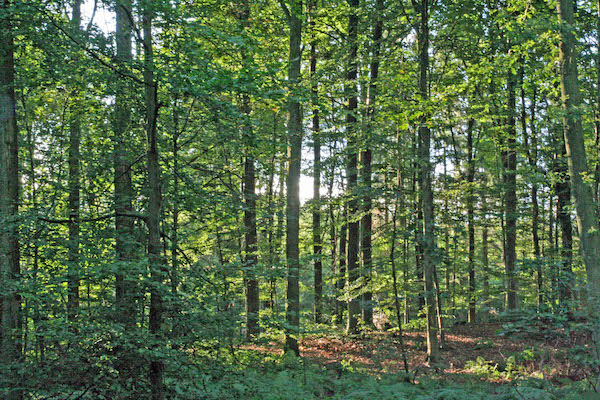 Nachhaltige #Waldnutzung schützt vor Entwaldung, betont <a href="/denny_ohnesorge/">Denny Ohnesorge</a> zu jüngster #FAO-Studie. Gegen globalen Trend nahm #Wald fläche in Europa zu, wo Managementpläne gelten. HDH warnt daher vor Plänen zur Einschränkung der Waldnutzung in 🇩🇪PM: bit.ly/3yjggUx