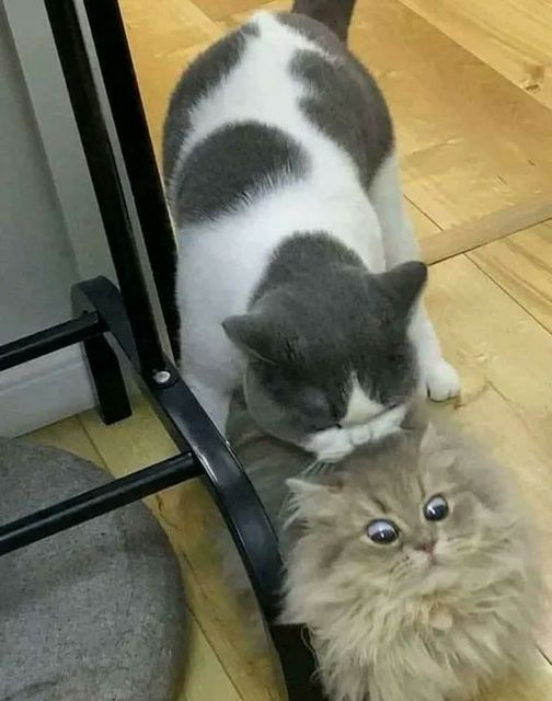 meowwoofpet's tweet photo. https://t.co/7Ocl4uGe03