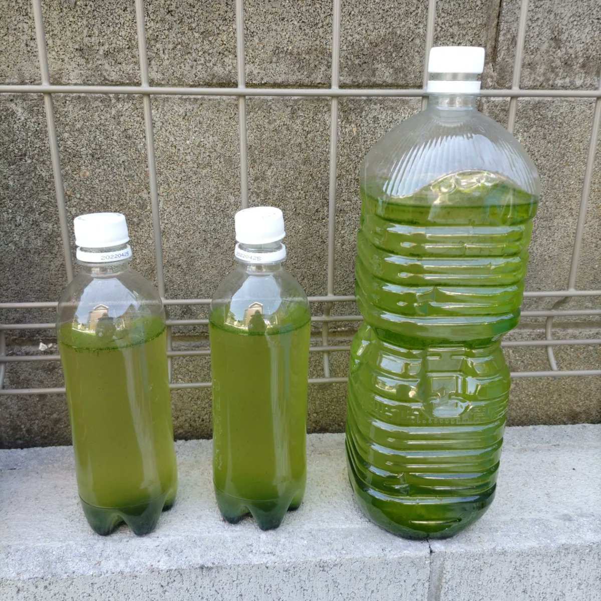 redorahawks's tweet image. ワムシの培養をやってみてますが、増えてるのか？ルーペで見るといるのは確認できるのですが、稚魚にあげたりできるほど増えてない気がします…。容器の問題、餌の生クロレラ投入のタイミングが悪いのか？
#和香なごやか 
#メダ活 
#ワムシ