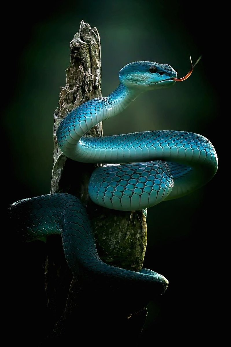 GARREAU75's tweet photo. Les #Trimeresurus sont d'une beauté saisissante.
Photo : Yan Hidayat https://t.co/HKLbzbTgA1