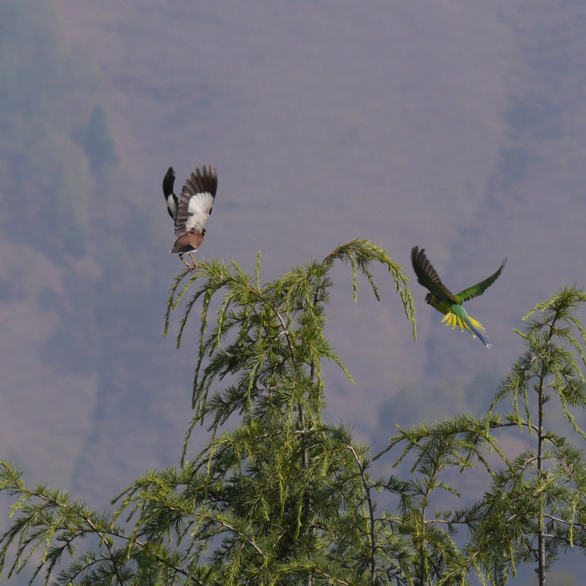 heart_podcast's tweet photo. So much action or clearly interaction in the hills.
#BirdsSeenIn2022 #IndiAves #Drongos #crows #parakeets #mynas #nestingbirds #greenbackedtits #storiesfromthewild #TwitterNatureCommunity #heartofconservationpodcast #podcasting #naturelovers #wildlifephotography #birdsofranikhet https://t.co/i7WM66KCkN