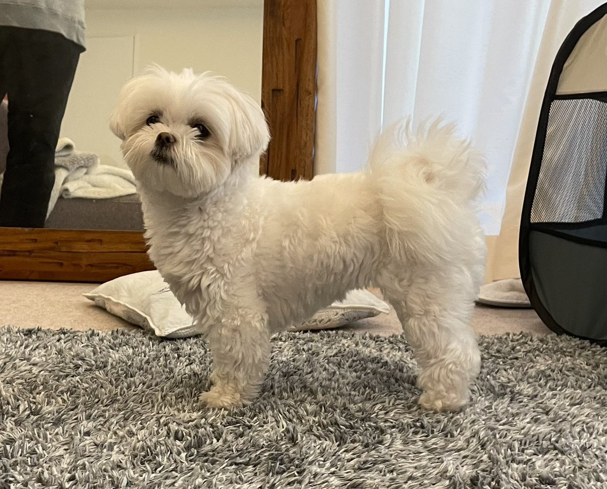 _chiaotzu's tweet photo. きみ、いいフォルムしてるねえ
#マルチーズ #ポメラニアン #犬好きさんと繋がりたい #犬のいる幸せ #マルポメ #ポメマル #ミックス犬 #犬のいる暮らし #犬バカ部 #ちゃおず https://t.co/igkzTa9A8q
