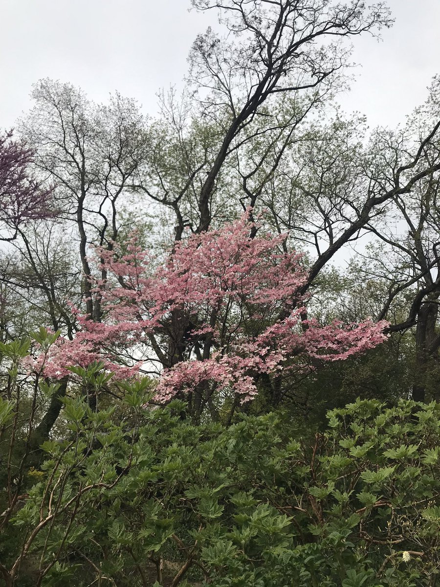 KundellPR's tweet photo. Riverside park New York City, early spring https://t.co/HO3MSII6tv