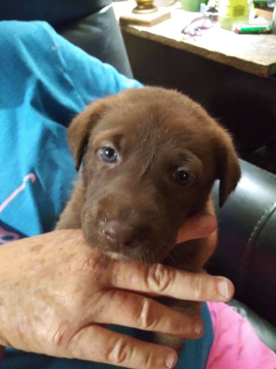 MyromSmith's tweet photo. meet Kodi Bear cub...5 weeks old....Shellys baby pup....a Liver color K9 baby pup https://t.co/5FxMIRIktF