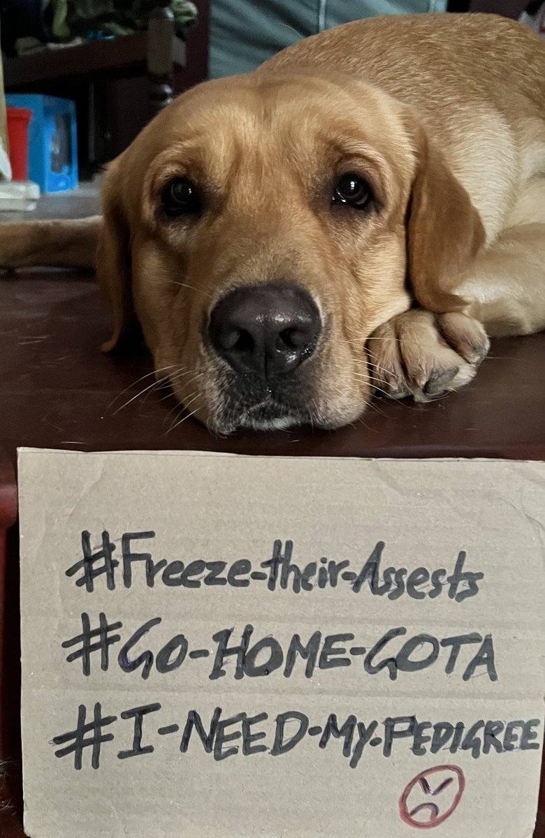 PetsAgainstgota's tweet photo. Chogo and Chonna ain't pleased.
And yes, they do have the cutest names
#PetsAgainstGota #GoHomeRajapaksas https://t.co/2TNOBxKM4V
