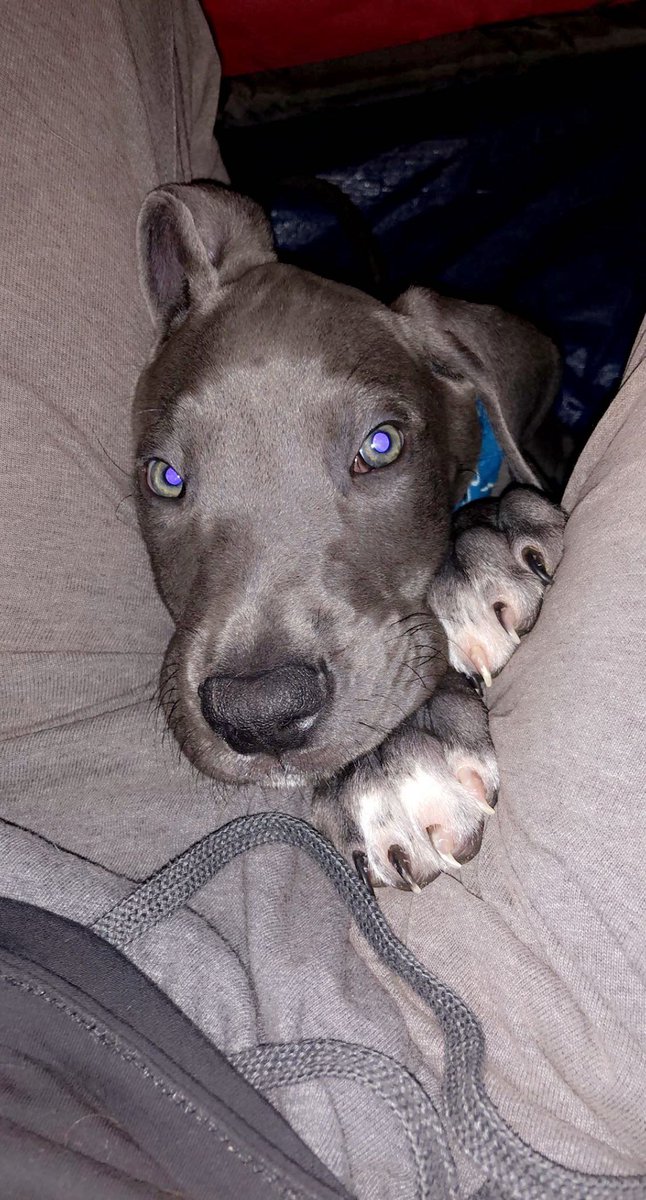 I will love you forever my baby blue boy 🤍 Rest In Peace I am so beyond sorry that your beautiful life was cut short.