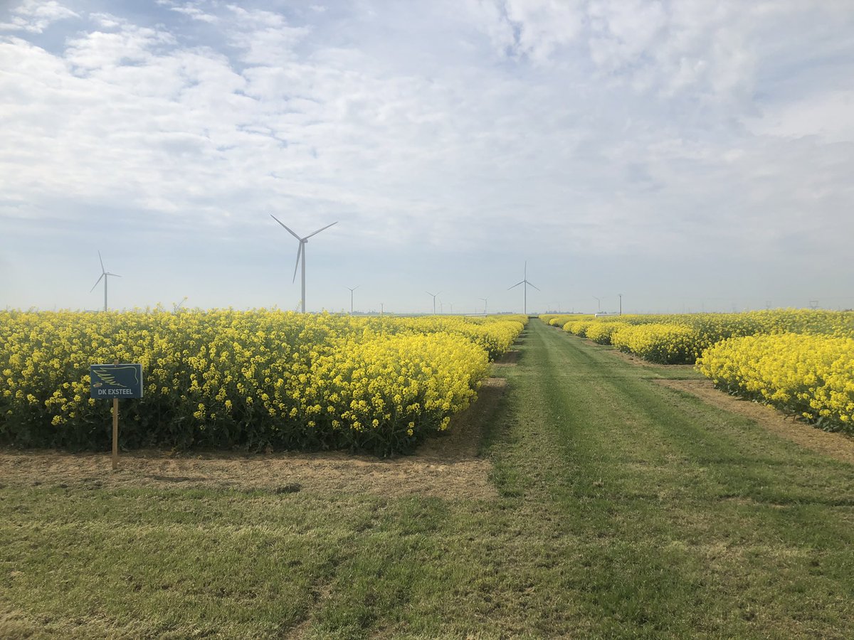 Quel bonheur de faire des notations dans la plaine beauceronne ☀️. Les maïs les + avancés ont 5 feuilles, les fraîcheurs matinales montrent de belles carences induites en P très reconnaissable à la couleur anthocyane. Le #zaza suit sont cycle ! 🙏🏻 aux expérimentateurs <a href="/DEKALB_FR/">DEKALB-FieldView by Bayer France</a>